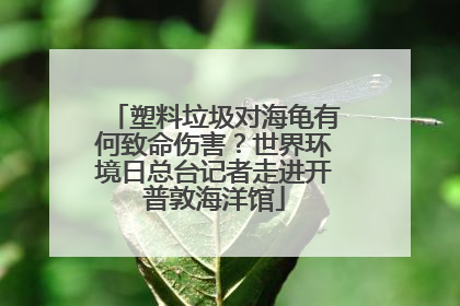塑料垃圾对海龟有何致命伤害？世界环境日总台记者走进开普敦海洋馆